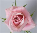 Роза-Rosa-Sweet Escimo-50cm-PE-vn 4fe07910-9e54-11ed-0a80-02ee002662fd