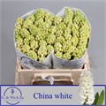 Гиацинт-Hyacinthus-China White--28cm 4fe11062-f6e1-11f0-0a80-03eb0013249d