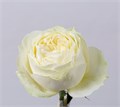 Роза-Rosa-Coldplay-50cm-PE-vn 4ff07218-9e54-11ed-0a80-02ee0026630c