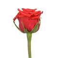 Роза-Rosa-Nina-50cm-PE-vn 4ff55f60-9e54-11ed-0a80-02ee00266311