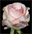 Роза-Rosa-Novia-50cm-PE-vn 4ffb3d72-9e54-11ed-0a80-02ee00266316