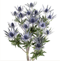 Эрингиум-Eryngium-Mag Blue Lagoon-50cm 4ffd8ca7-bfa6-11ec-0a80-0b4c0008b353