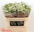 Ваксфлауэр-Chamelacium-Grace-70cm-70gr 5004e824-4963-11ed-0a80-08df0011ab7f
