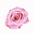 Роза-Rosa-Sweet 4 Love-50cm-PE-vn 50154167-9e54-11ed-0a80-02ee0026632a