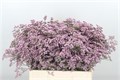 Лимониум-Limonium-Saf  Oshi Pink-80cm-70gr 50243e38-4963-11ed-0a80-08df0011ab82