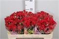 Роза куст-Rosa tr-Mirabel-70cm-65gr 502b94f6-4963-11ed-0a80-08df0011ab85