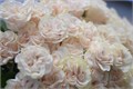Роза-Rosa-Cotton X-Pression-60cm-PE-vn 502c13b5-9e54-11ed-0a80-02ee0026633e