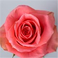 Роза-Rosa-Amsterdam-40cm-PE-vn 503177ab-9e54-11ed-0a80-02ee00266343