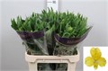 Альстромерия-Alstroemeria-Nalani-75cm-60gr 5033e794-4963-11ed-0a80-08df0011ab88