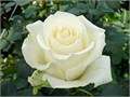 Роза-Rosa-Tibet-60cm-PE-vn 503cecfa-9e54-11ed-0a80-02ee0026634d