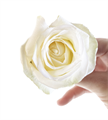 Роза-Rosa-White Rabbit-50cm-AG 503f47f5-8631-11ef-0a80-18190010878a