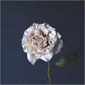 Роза-Rosa-Westminster-50cm-PE-vn 5047d8bc-9e54-11ed-0a80-02ee00266357