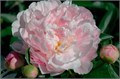 Пион-Paeonia-Catherine Fountain--50cm 504a7305-ed6e-11ed-0a80-10a8009dd25f