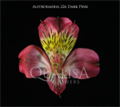 Альстромерия-Alstroemeria-Dark Pink-60cm-QA-vn 504ebbf0-9e54-11ed-0a80-02ee0026635c