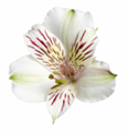 Альстромерия-Alstroemeria-White-60cm-QA-vn 5055bb27-9e54-11ed-0a80-02ee00266361