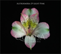 Альстромерия-Alstroemeria-Light Pink-60cm-QA-vn 505d021f-9e54-11ed-0a80-02ee00266366