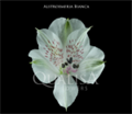 Альстромерия-Alstroemeria-Bianca White-60cm-QA-vn 506b5e23-9e54-11ed-0a80-02ee00266370