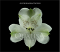 Альстромерия-Alstroemeria-Frozen White-60cm-QA-vn 507c2476-9e54-11ed-0a80-02ee0026637a
