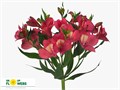 Альстромерия-Alstroemeria-Intenzz Pink-60cm-QA-vn 508a2423-9e54-11ed-0a80-02ee00266384