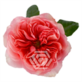 Роза-Rosa-Candy X-pression-60cm--TA 508d4d2b-5e85-11f0-0a80-044e0013231c