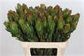 Леукадендрон-Leucadendron-Laurel Yellow-80cm 5093564c-4963-11ed-0a80-08df0011ab91