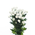 Хризантема куст-Chrysant Tr-Newton-70cm/75gr 5093e36a-250f-11ef-0a80-07b10019dd74