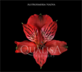 Альстромерия-Alstroemeria-Nadya Red-60cm-QA-vn 509852c1-9e54-11ed-0a80-02ee0026638e
