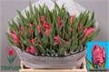 Тюльпан-Tulip-Pa Marvel Parrot-37cm-37gr 509a4f8e-4963-11ed-0a80-08df0011ab94