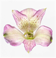Альстромерия-Alstroemeria-Okinawa-60cm-QA-vn 50a72ff6-9e54-11ed-0a80-02ee00266398