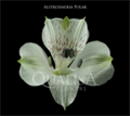 Альстромерия-Alstroemeria-Polar White-60cm-QA-vn 50b3a1b8-9e54-11ed-0a80-02ee002663a2