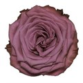 Роза-Rosa-Blueberry-40cm-QA-vn 50ce52e7-9e54-11ed-0a80-02ee002663b6