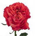 Роза-Rosa-Carabella-40cm-QA-vn 50d9cef6-9e54-11ed-0a80-02ee002663c0