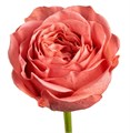 Роза-Rosa-Coral X-Pression-40cm-QA-vn 50dee660-9e54-11ed-0a80-02ee002663c5