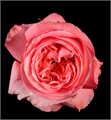 Роза-Rosa-Pink X-Pression-40cm-QA-vn 50ea07a1-9e54-11ed-0a80-02ee002663cf