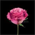 Роза-Rosa-Queen`s Crown-40cm-QA-vn 50f71ae6-9e54-11ed-0a80-02ee002663d9
