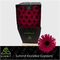 Гербера-Gerbera-Ms Sparkler Diamond-50cm 099255bc-99a8-11ed-0a80-0071003ad7a5