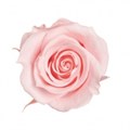 Роза-Rosa-Pink Cloud-60cm-AG/ 51187613-7bad-11ed-0a80-00da0029d5f3