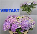 Гортензия-Hydrangea-M Mag Amethyst--80cm 5159a84d-2425-11f0-0a80-16d10032fcf9