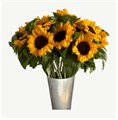 Подсолнух-Helianthus-70cm-MS 518628fe-f552-11ef-0a80-0192005e1dff