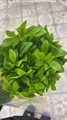Чойсия Choisya Green Lemon 60см 5188629c-607e-11ef-0a80-08be0011d6ac