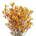 Анигозантус-Anigozanthos-Gold Fever Kangaroo-100cm-Ge 518a7fc4-de9b-11f0-0a80-0d19001854e9