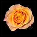 Роза-Rosa-Kings Cross-50cm-FS 51a362f9-0d09-11ef-0a80-173b0007136a