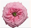 Роза-Rosa-Peonikiss-50cm-QA 51b25cb0-199f-11ef-0a80-0db700085672