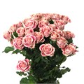 Роза куст-Rosa sp-Flinders Lane-60cm-Ks 51de9bb8-e538-11ed-0a80-00cb00019247