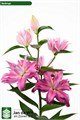 Лилия-Lilium-Or Du Kadango--95cm 51fd4659-9d09-11ef-0a80-07940011f57b