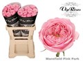 Роза-Rosa-Kl Mansfi Pin Park-60cm 520fed4a-bfa5-11ec-0a80-0b4c0007d03c