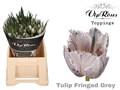 Тюльпан-Tulip-Fr Fringed Grey-38cm--34gr 522ddfc1-d961-11ed-0a80-0d0700168c90
