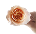 Роза-Rosa-Peach Garden-60cm-AG 523002f8-8888-11ee-0a80-098d005ca6aa