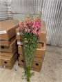 Антирринум куст. нежно-розовый (Краснодар) 5247ca8e-5b20-11f0-0a80-1ac9002e6897