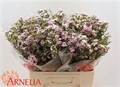 Ваксфлауэр-Chamelacium-Giselle-80cm-90gr 5250194e-2141-11f0-0a80-0949000312e3